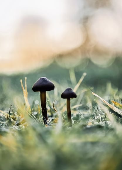 retiro de psilocibina para mujeres de 3 días en los Países Bajos