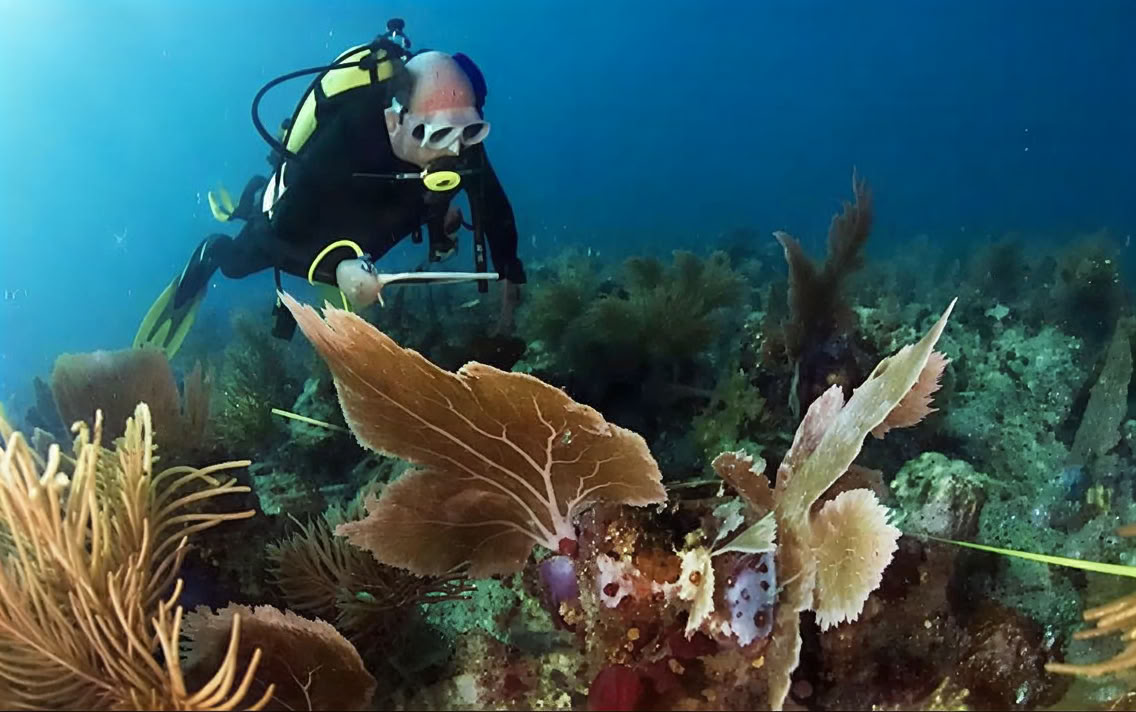 Inmersión introductoria en Lovina Reef 2 inmersiones