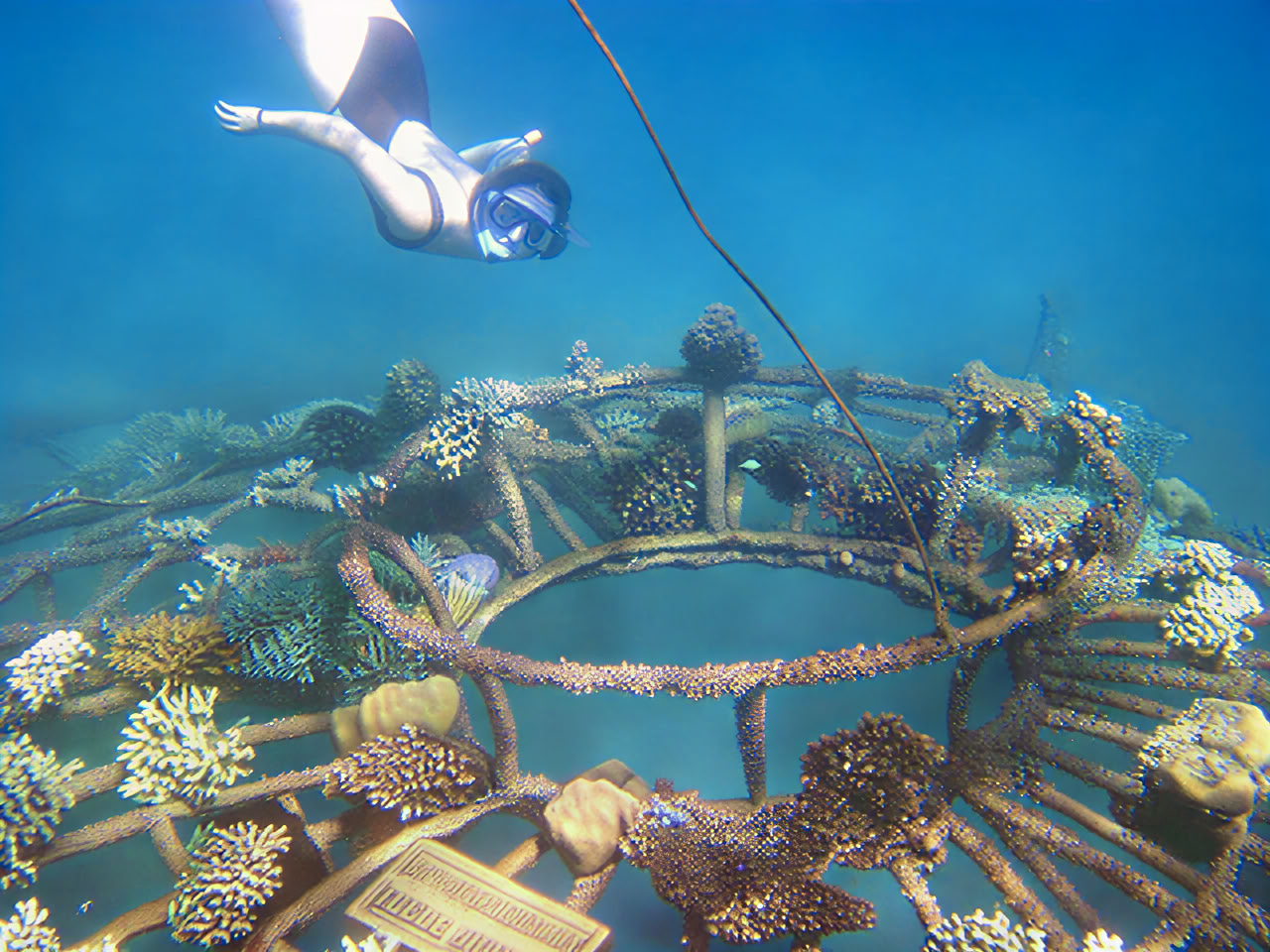 Tour de Pemuteran con snorkel