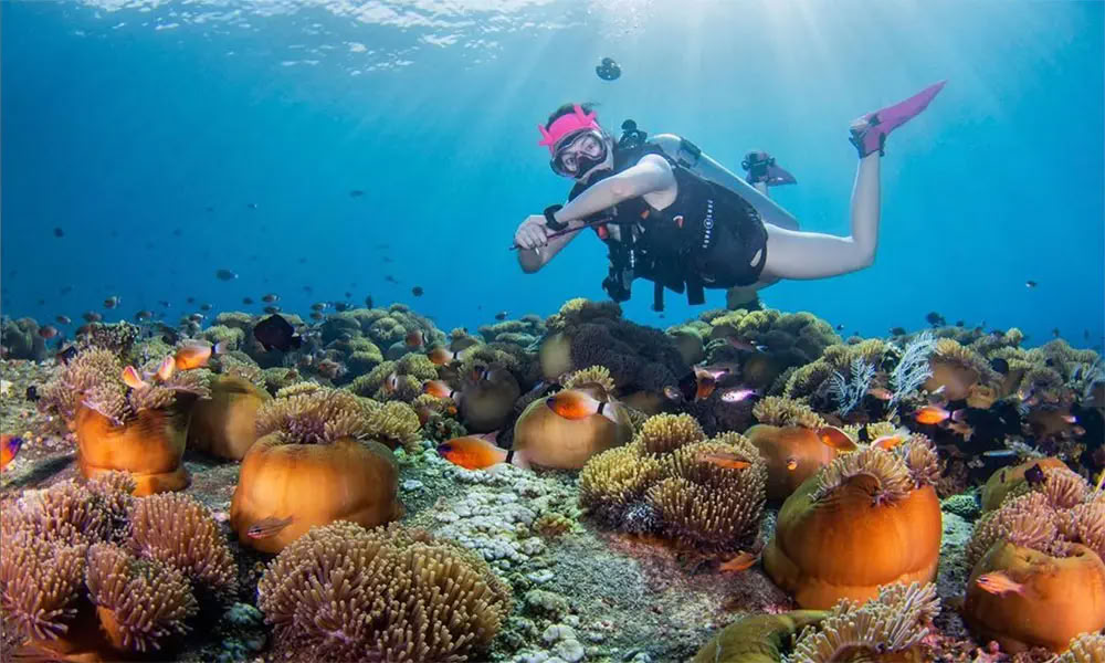 Menjangan Island - Tour de buceo divertido