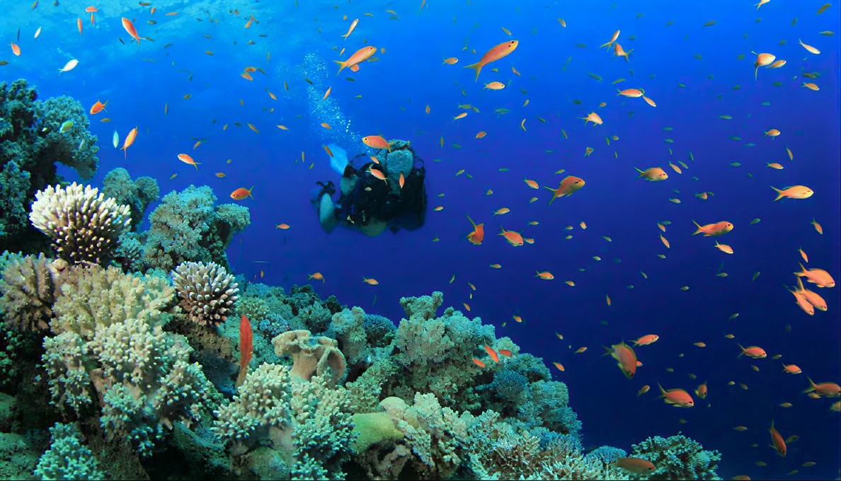 Menjangan Island - Tour de buceo divertido
