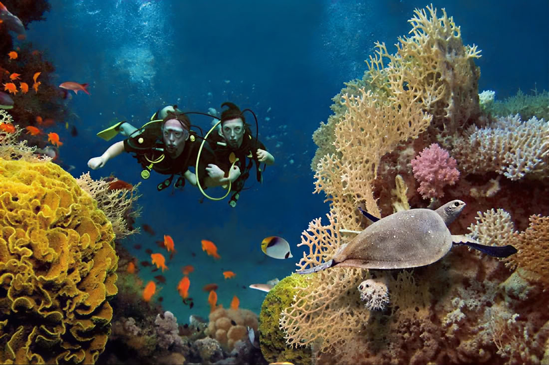 Menjangan Island - Tour de buceo divertido