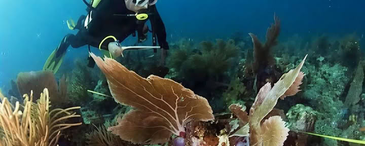 Menjangan Island - Tour de buceo divertido