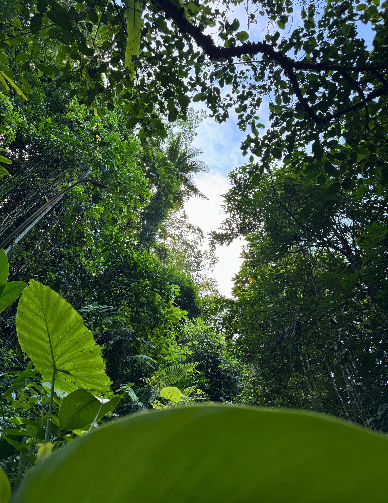 De los senderos de la jungla a la paz interior