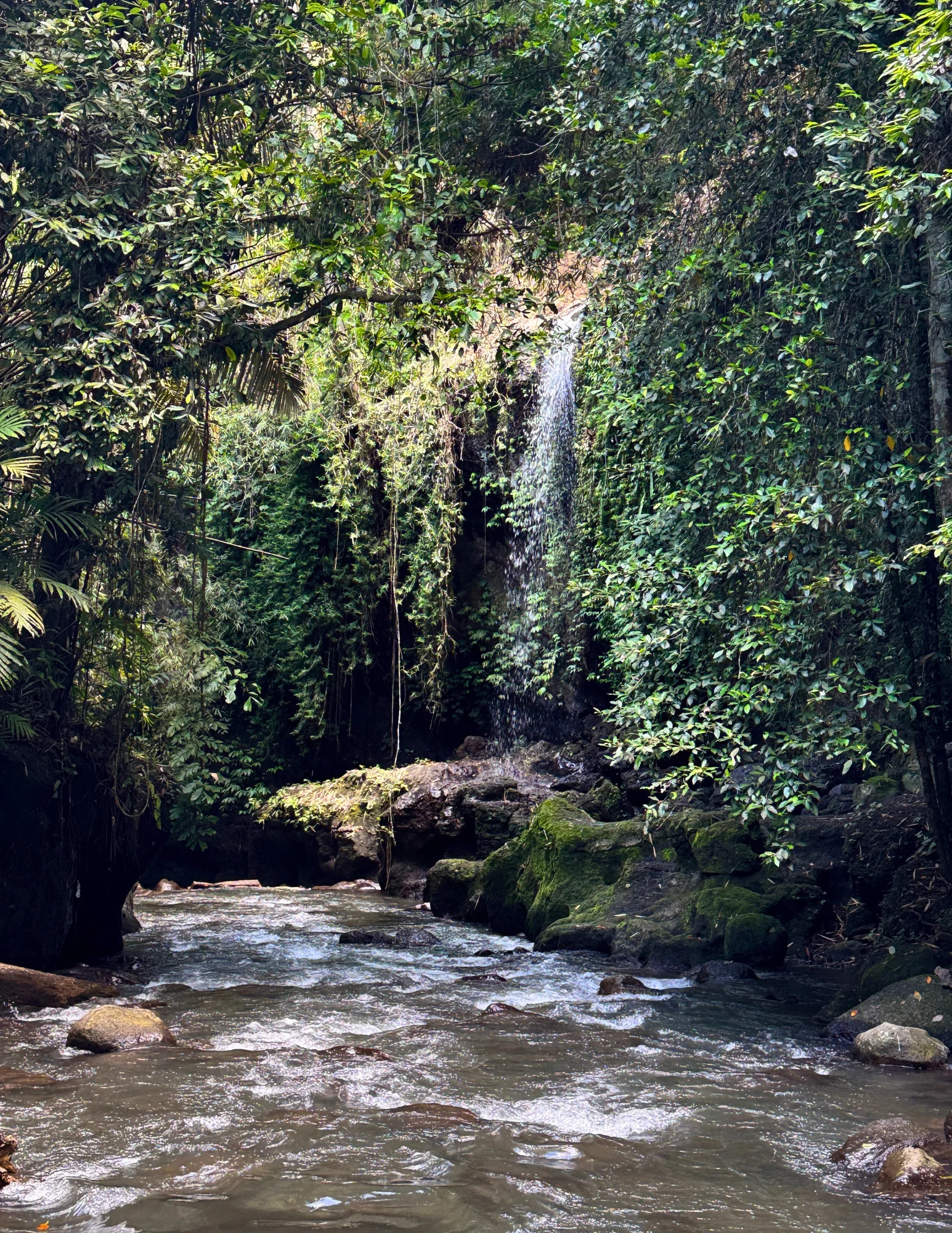 De los senderos de la jungla a la paz interior