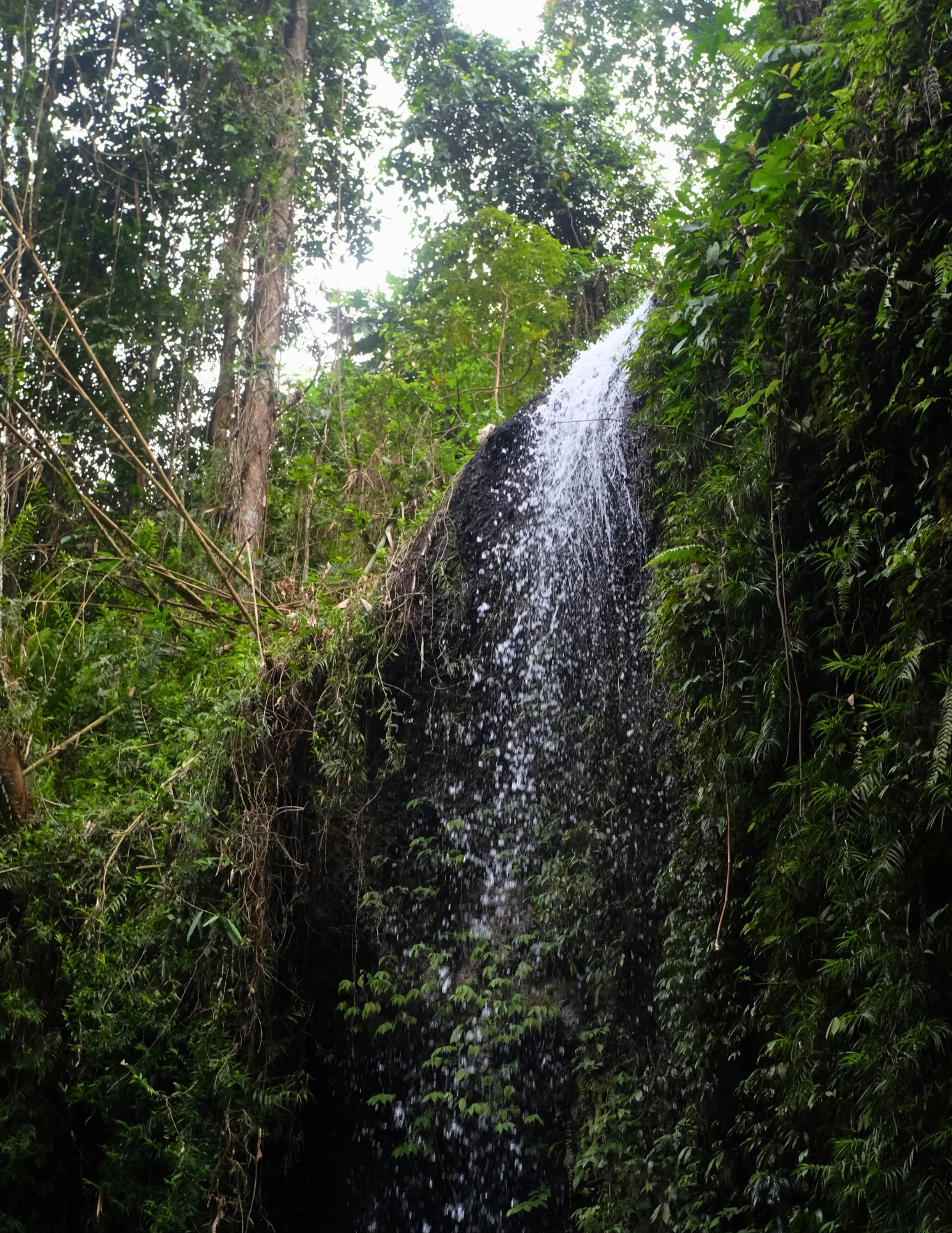 De los senderos de la jungla a la paz interior
