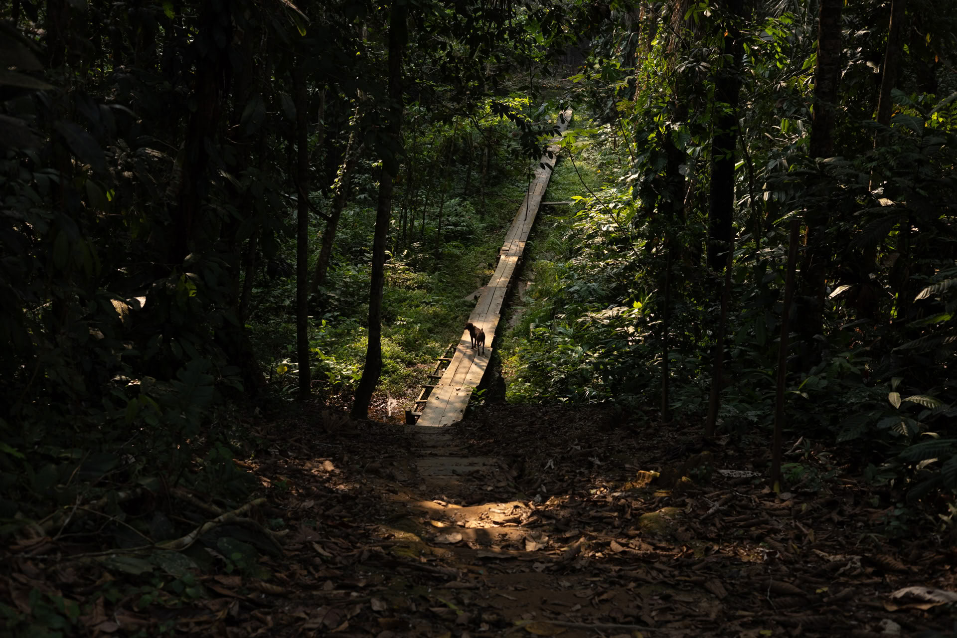 Retiro Abierto de Ayahuasca