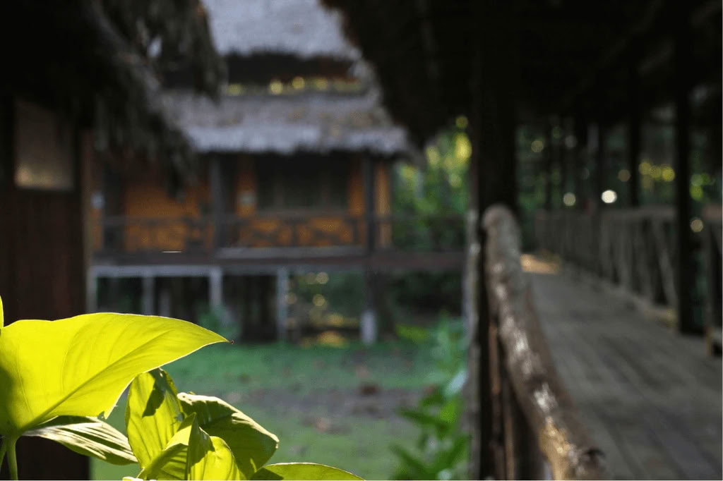 Amazonas - Blue Morpho Lodge 3 ayahuasca y 1 San Pedro