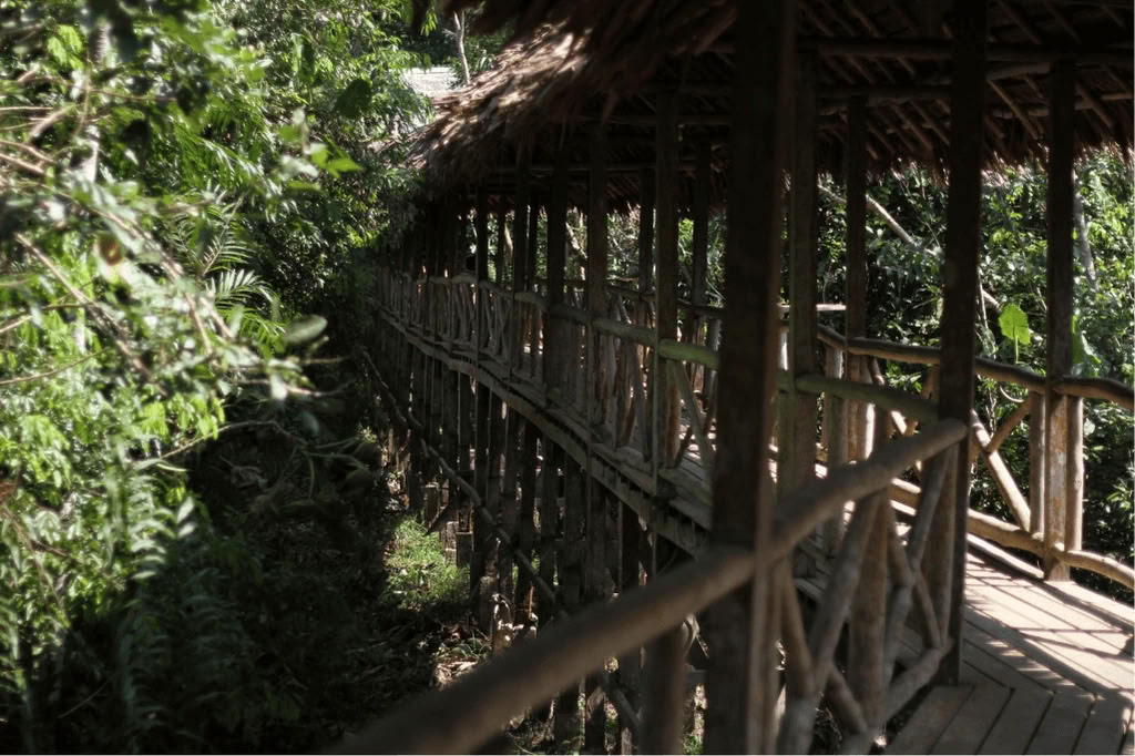 Amazonas - Blue Morpho Lodge 3 ayahuasca y 1 San Pedro