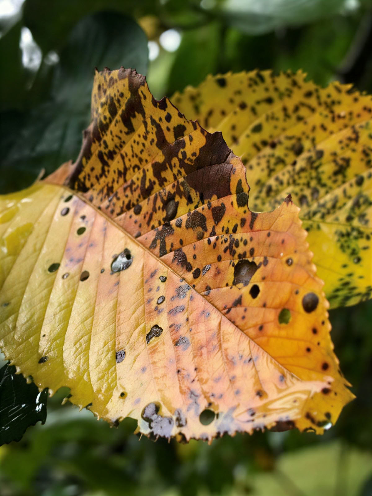 Retiro Dirigido de Otoño I 2026