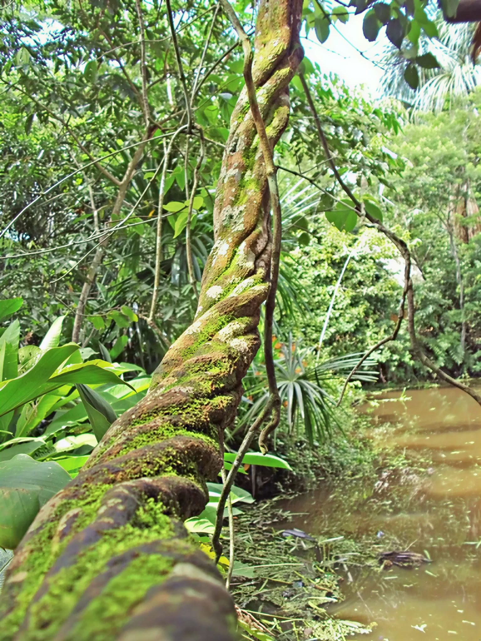 Retiro Básico de Ayahuasca