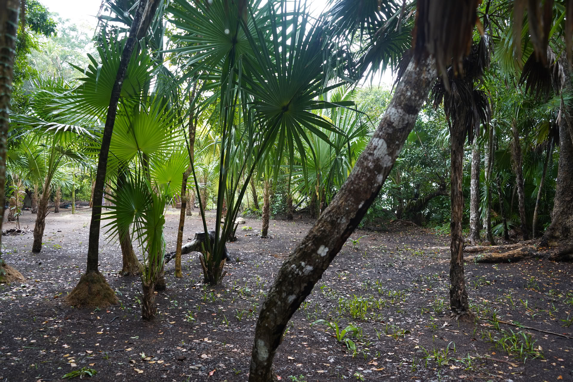 Tour de integración a un cenote privado