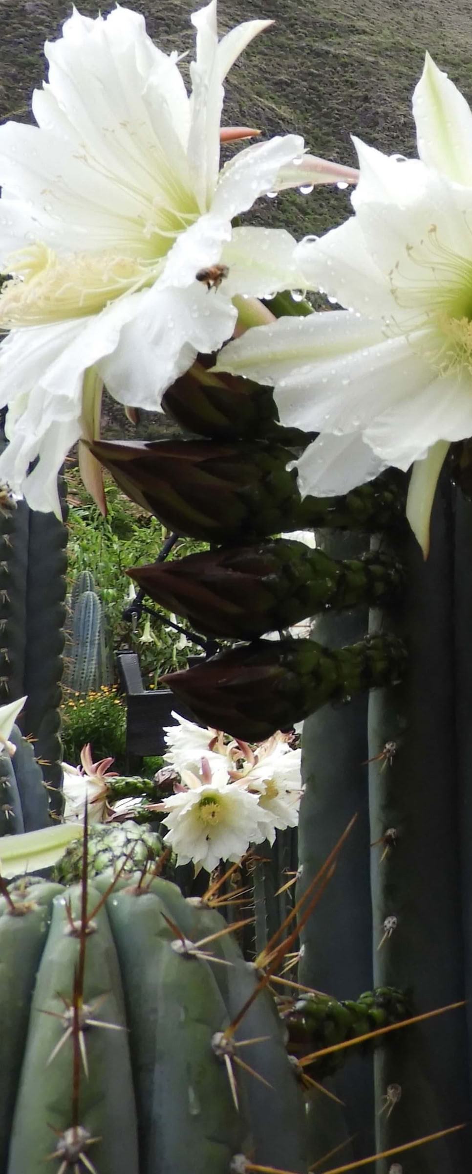 Ceremonia de San Pedro