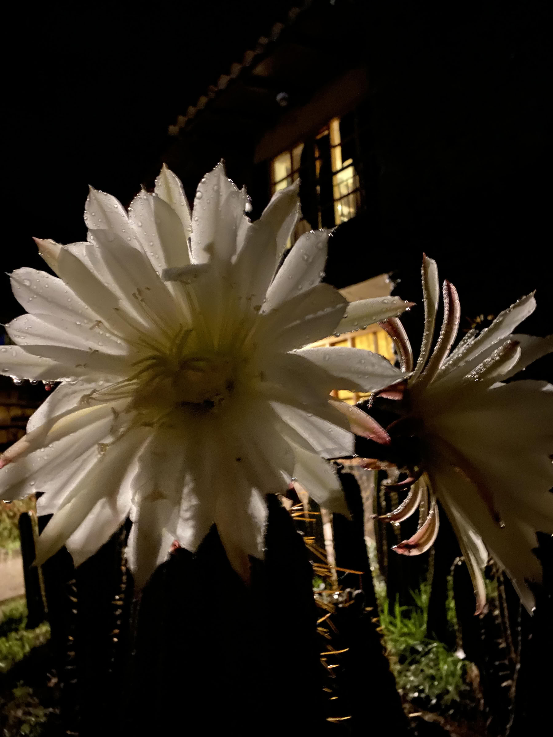 Ceremonia de San Pedro
