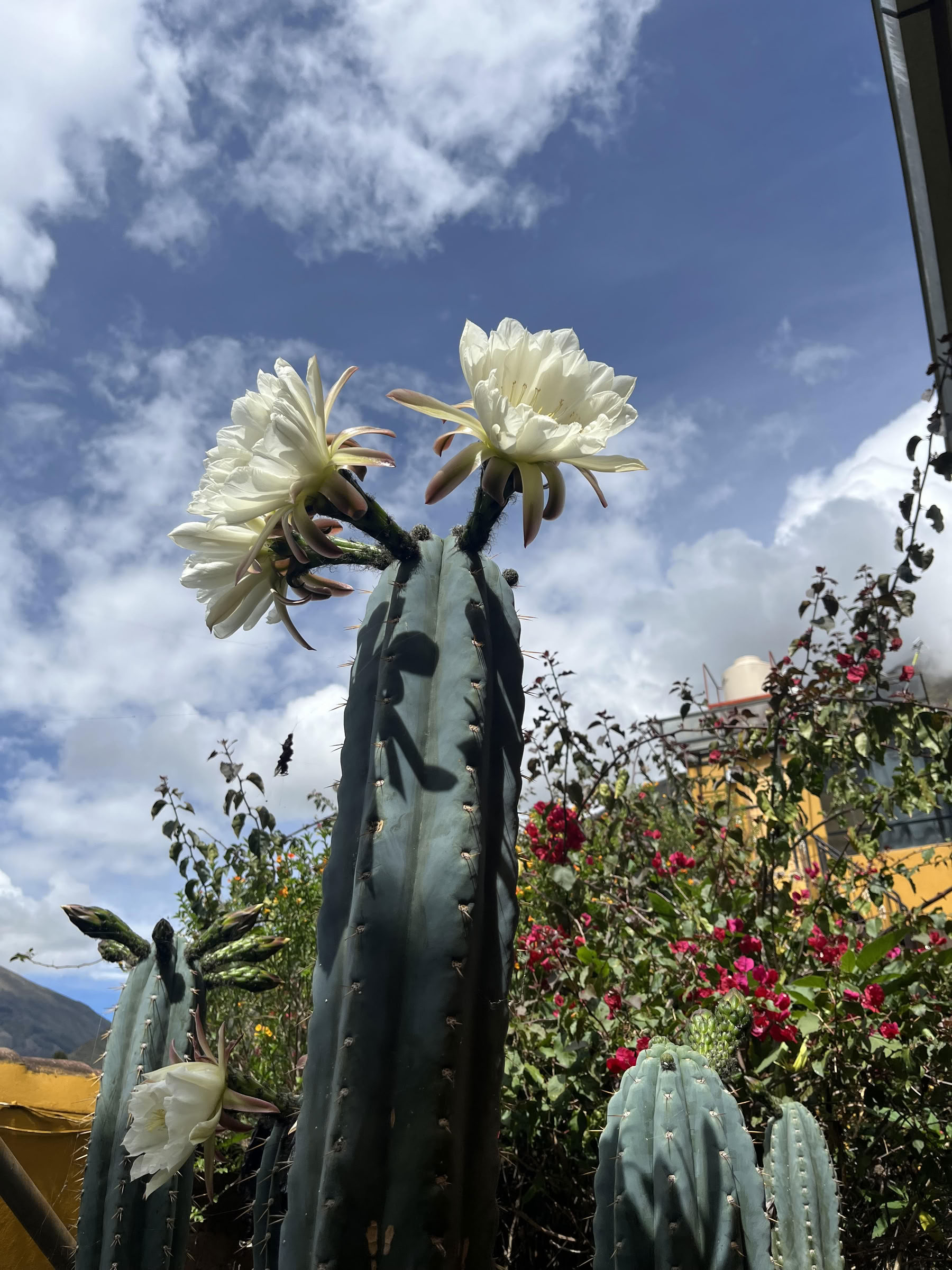 Ceremonia de San Pedro