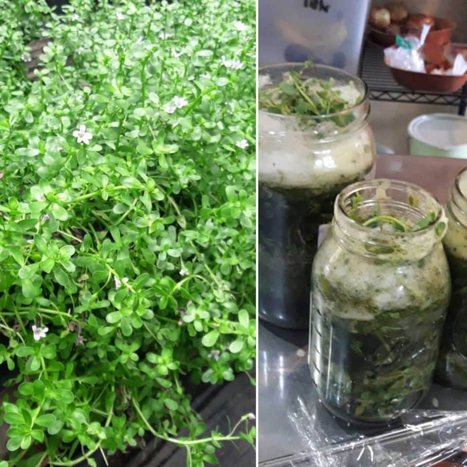 Retiro de Medicina Herbal y Yoga: NUEVA FECHA 5-10 de septiembre de 2026