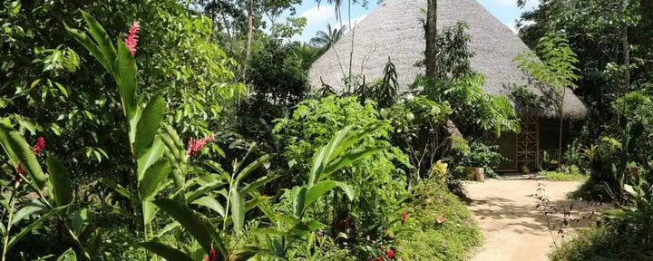Living In Alignment: Retiro de sanación con ayahuasca