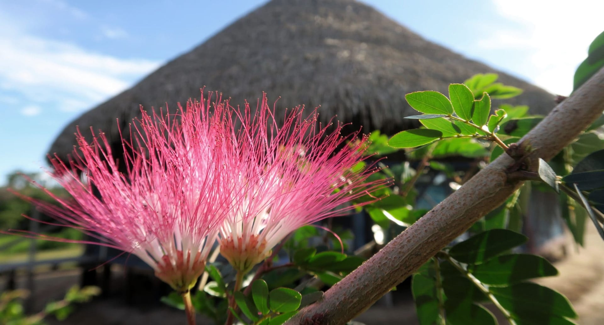 Ayahuasca Healing Retiro + Retiro de Integración de 5 Días