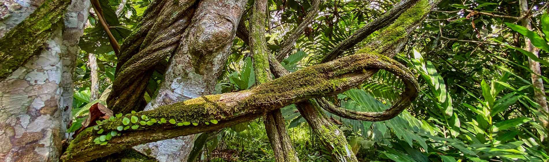 Ayahuasca Healing Retiro + Retiro de Integración de 5 Días