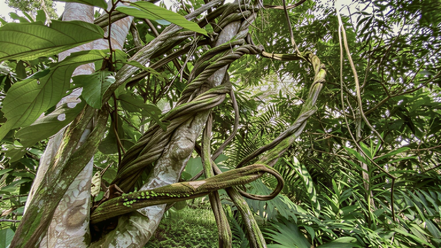 Retiro de sanación con ayahuasca para mujeres
