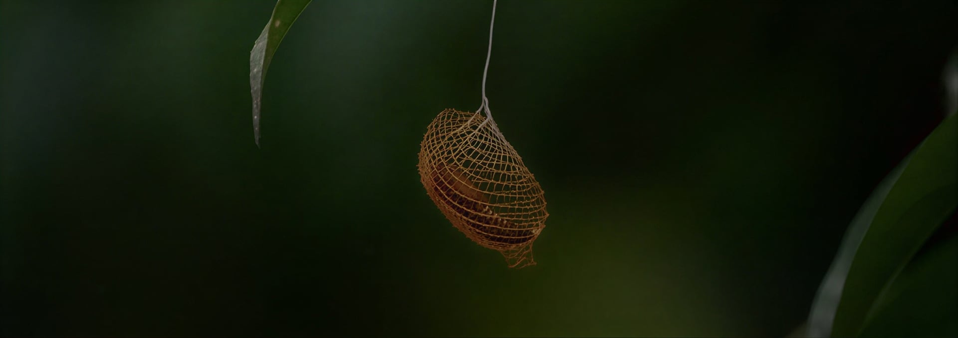 Retiro de sanación con ayahuasca para mujeres