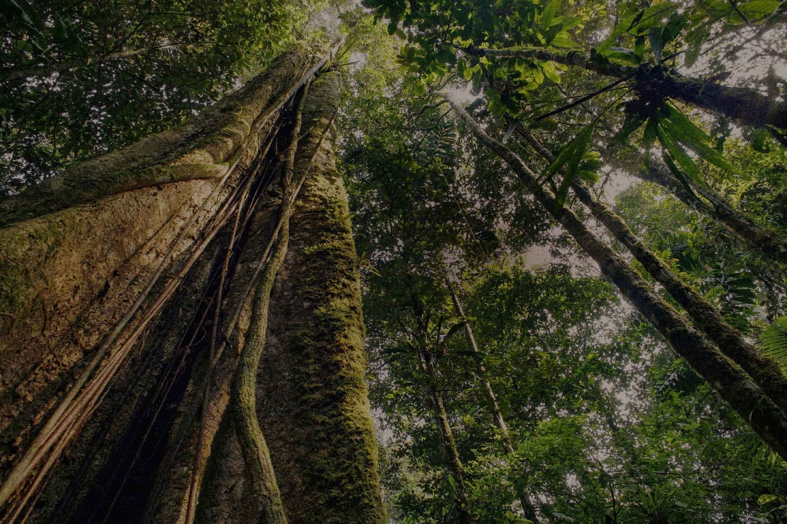 Retiro de sanación con ayahuasca para mujeres