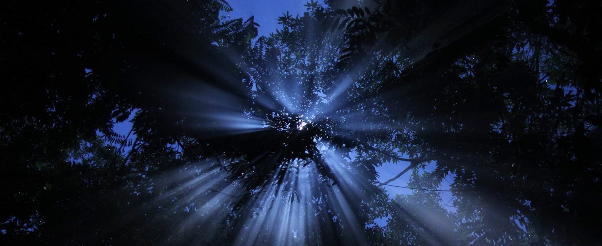 Retiro de sanación con ayahuasca para mujeres
