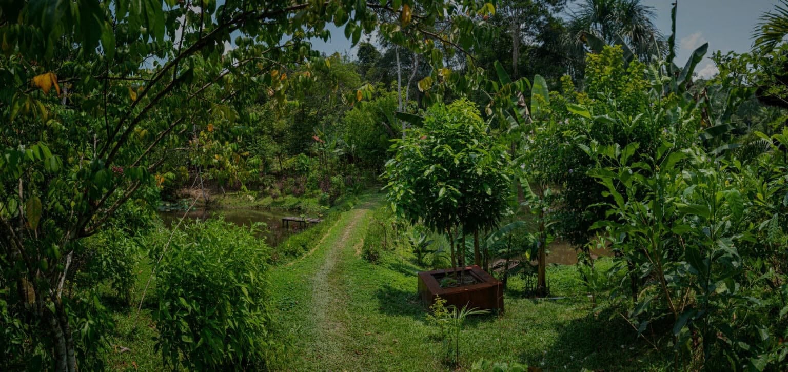 Retiro de sanación con ayahuasca para mujeres