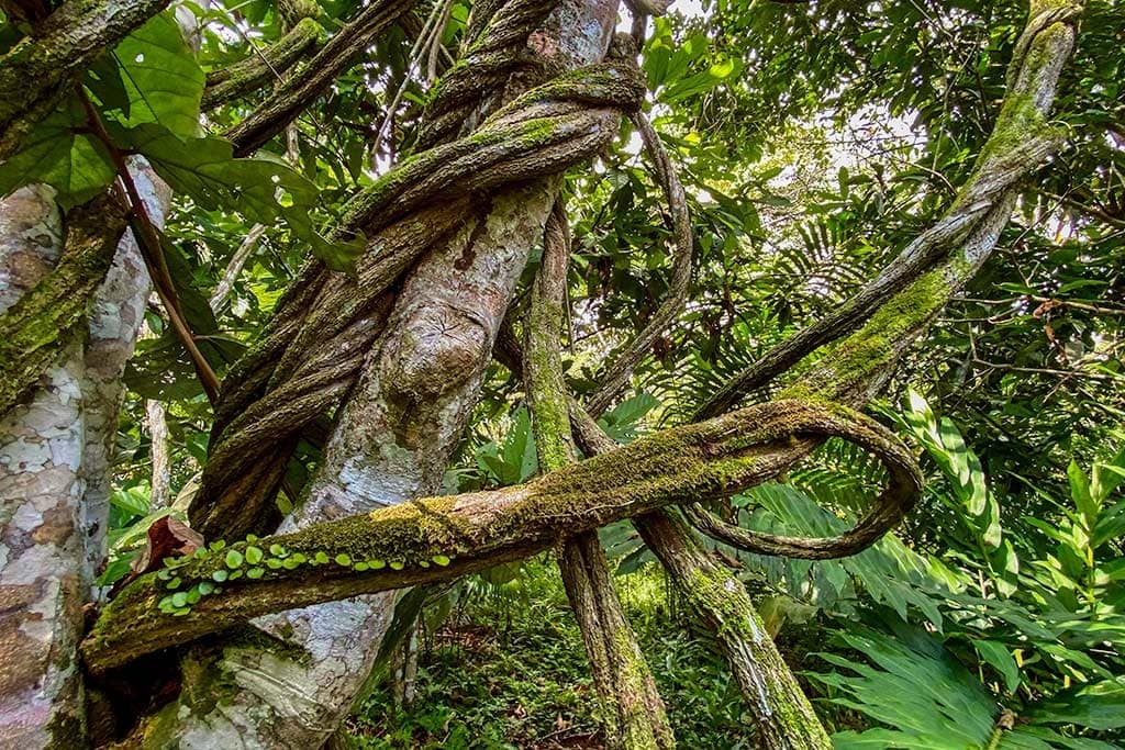Retiro de sanación con ayahuasca para mujeres
