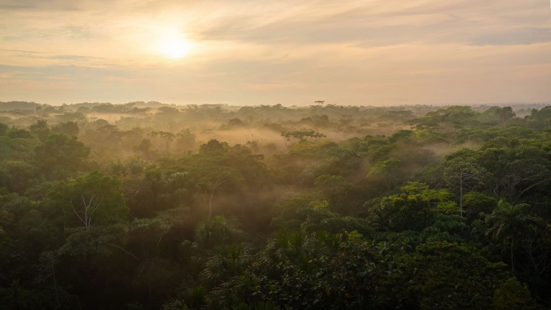 Retiro de Ayahuasca para Profesionales de la Salud 2026