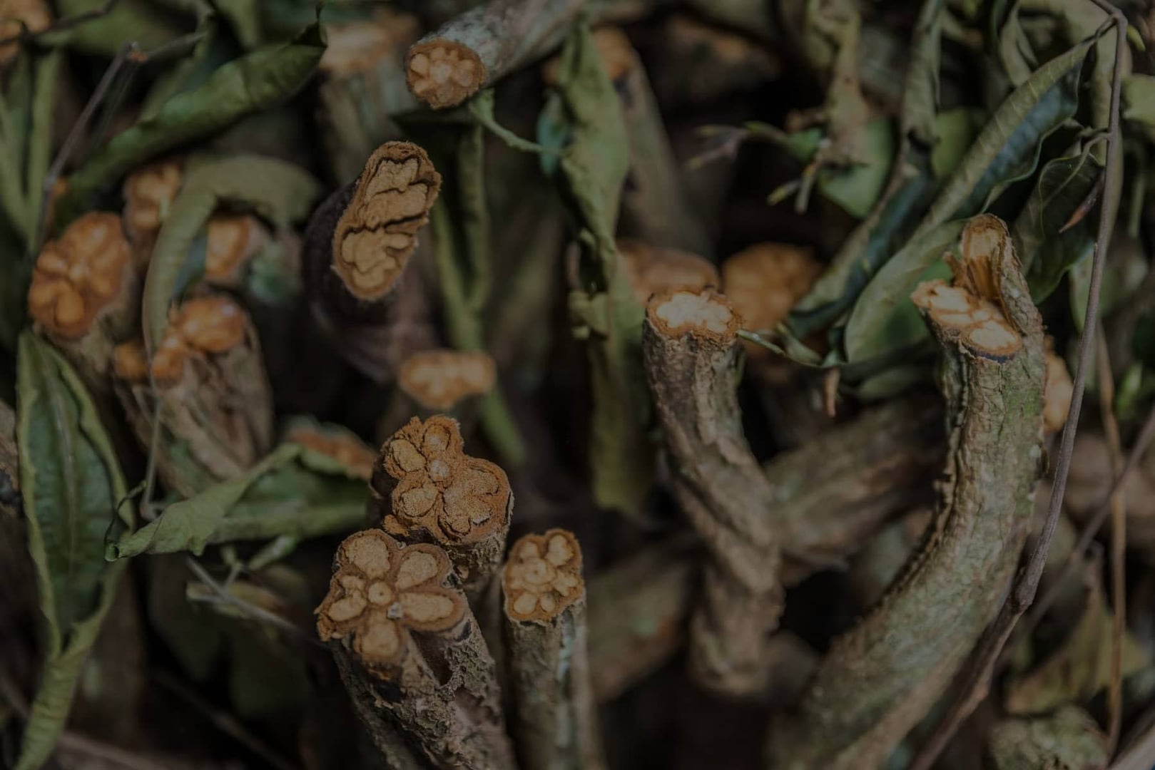 Retiro de Ayahuasca para Profesionales de la Salud 2026