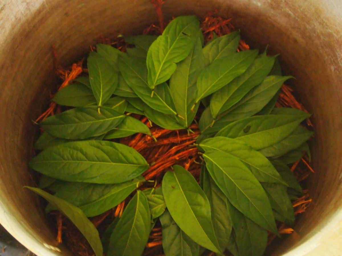 Retiro de Ayahuasca de 5 días en Ecuador