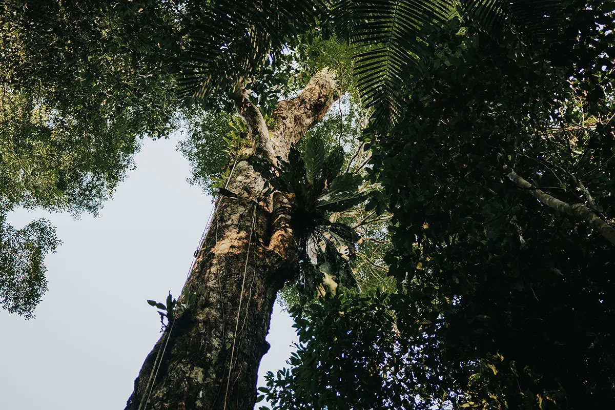 Retiro de Ayahuasca de Transformación