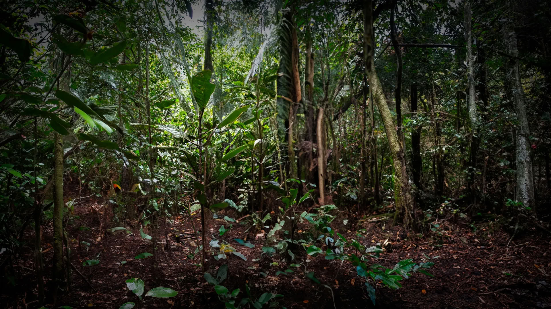 11 días Retiro de Ayahuasca en Perú – 31 de agosto - 10 de septiembre de 2026 | Shipibo Healing & Integration