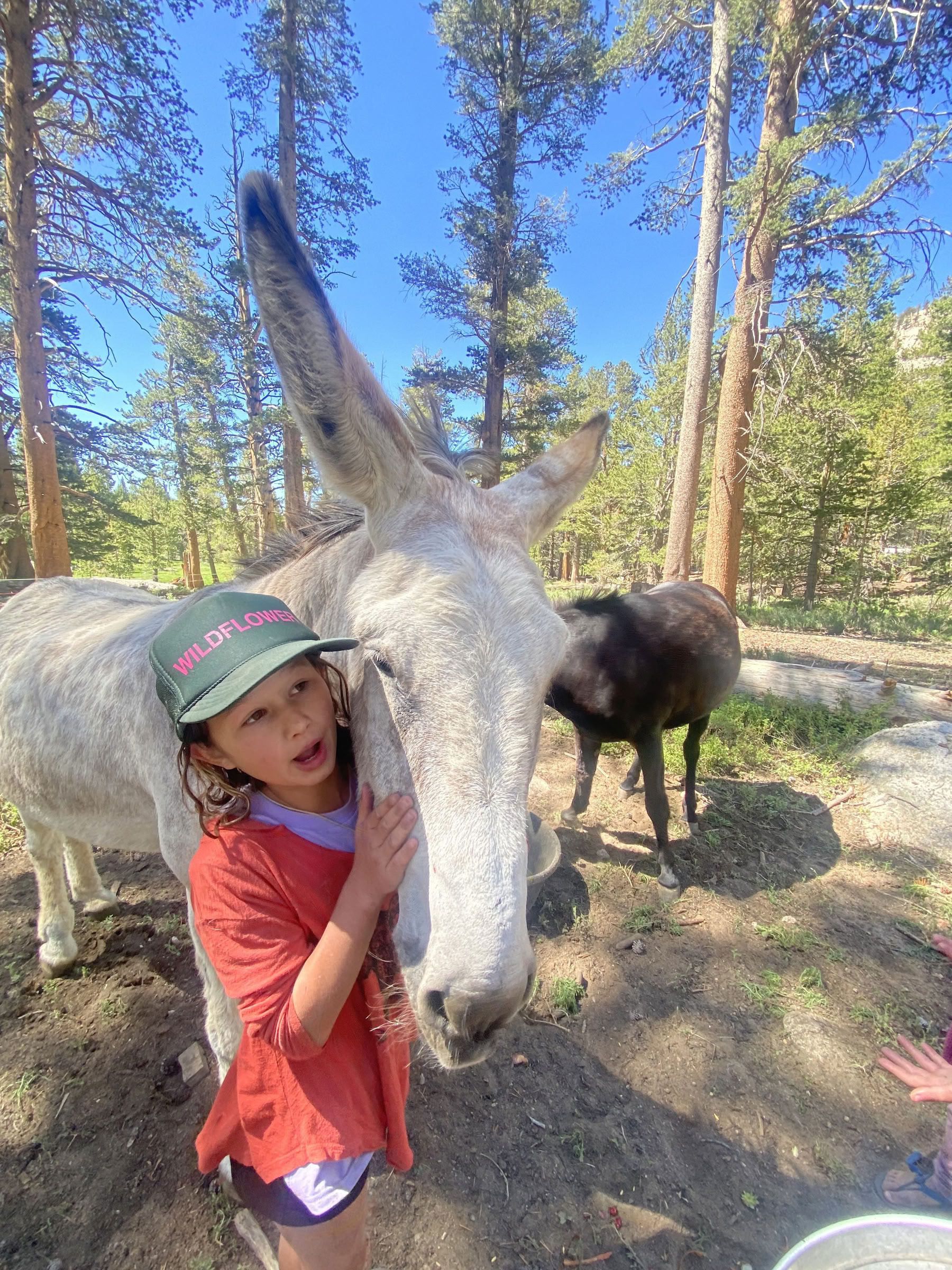 Youth Engaged in Transformational Inquiry : 6-Day Campamento en la naturaleza