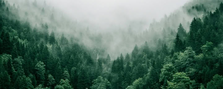 Inmersión de Terapia Forestal para Guías ANFT (Grupo Visitante)