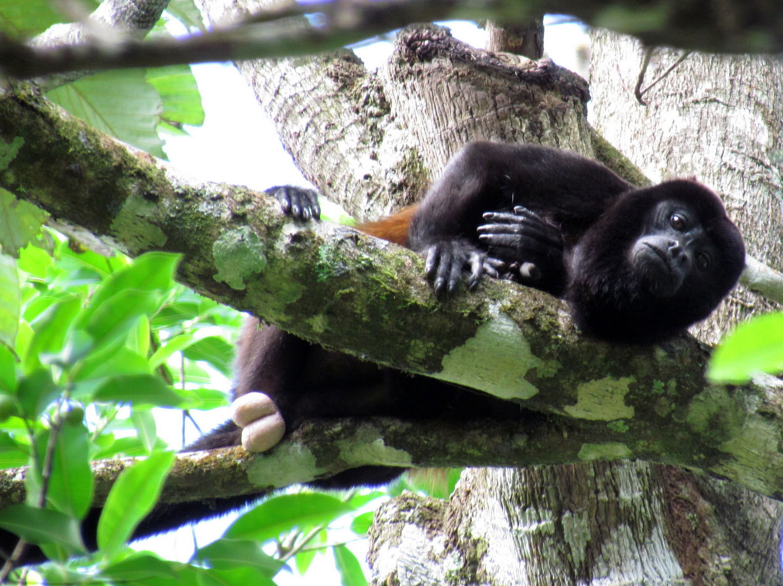 Excursión de un día a Manuel Antonio (Una excursión de un día a San José)