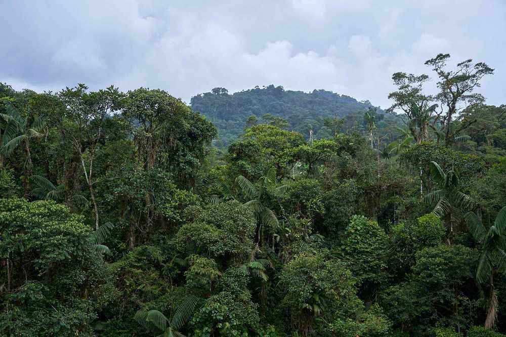 Retiro de Iniciación a la Ayahuasca: 7 y 14 días – 3-24 de febrero de 2027
