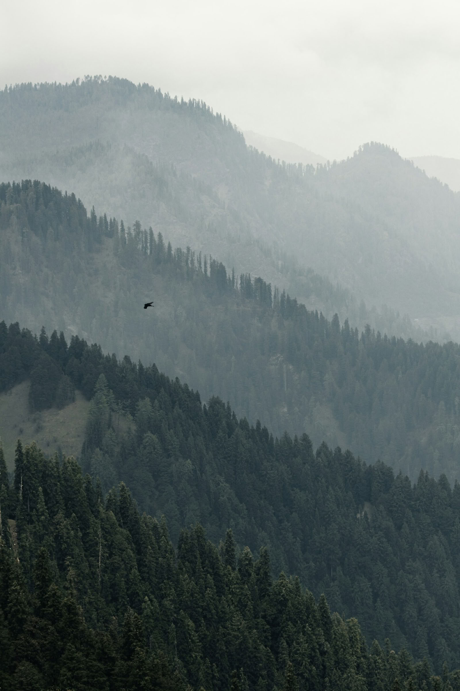 Meadows of Gold: Srinagar a Sonmarg escapada alpina