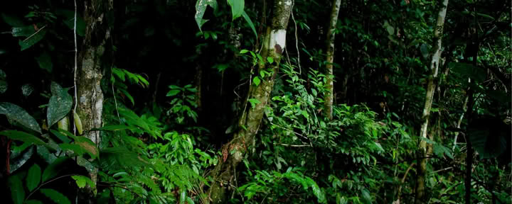 Experiencia Privada en la Jungla
