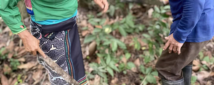 Master Plant Dieta y Medicina del Espíritu de las Plantas