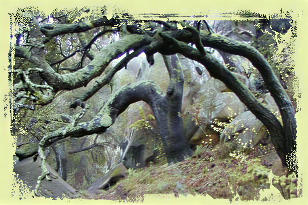 Sanctuary - Retiro de Meditación Personal