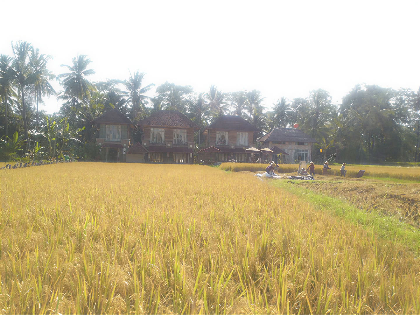 Retiro de Yoga Inolvidable de 7 Días en Firefly Retreat Bali