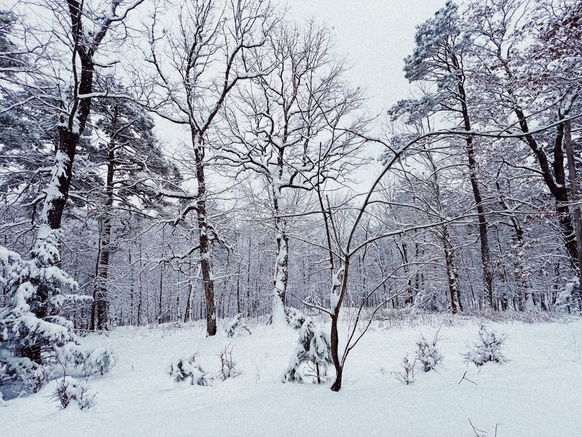 ForREST Retreat: Fin de semana de hibernación invernal — Wild Nature Retreats