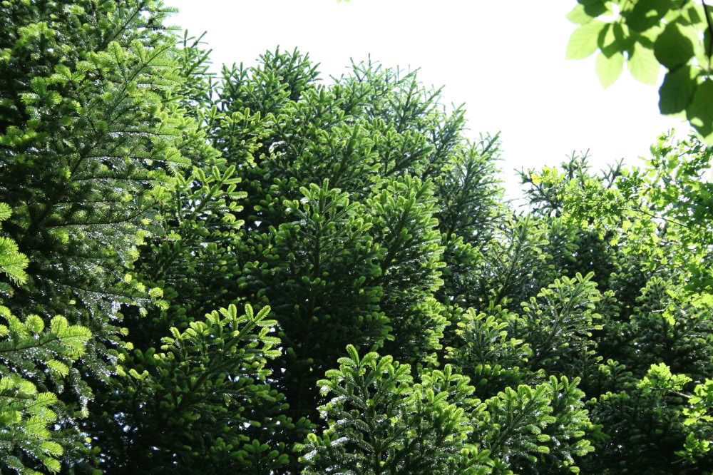 Shinrin Yoku