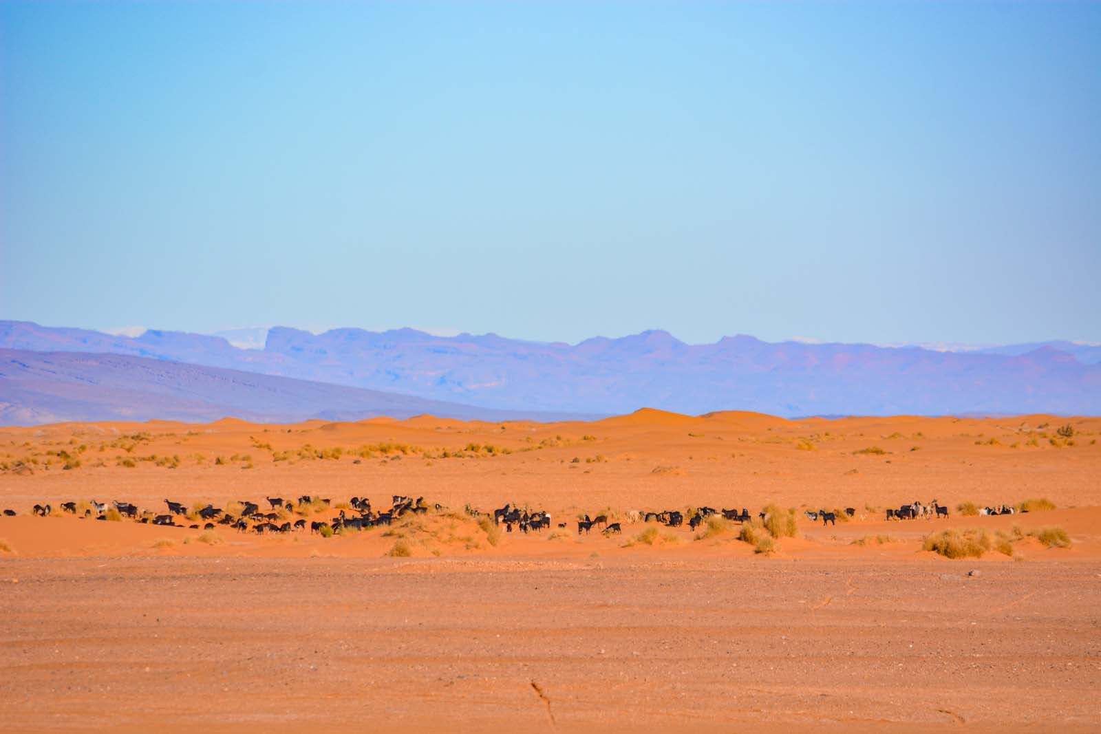 8 días de viaje de Marrakesh al desierto vía Merzouga