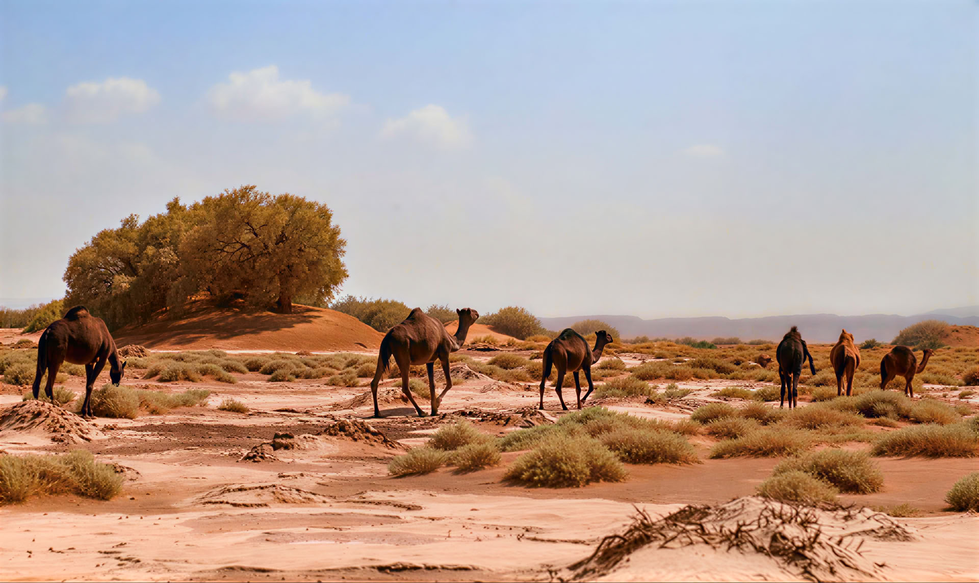 Tour de 4 días desde Casablanca a Marrakesh vía el desierto