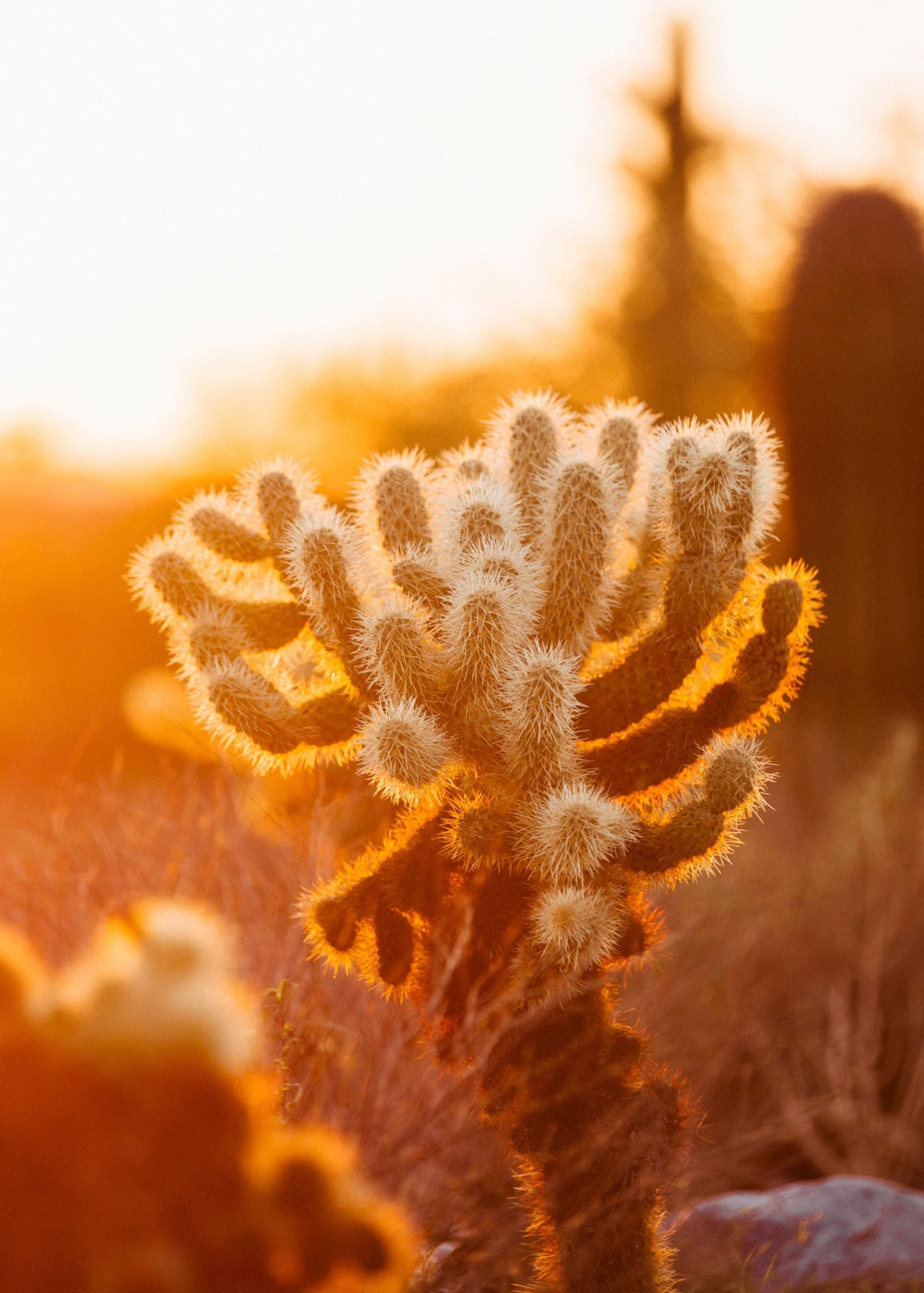 Retiro de fin de semana Despertar del Desierto