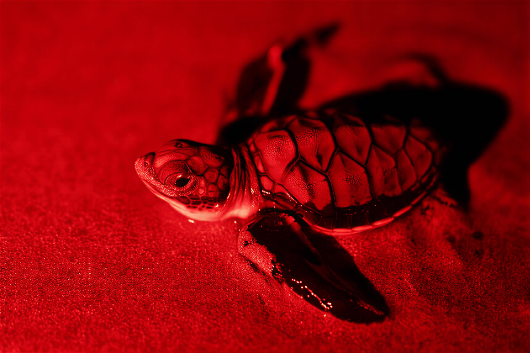 Observación de tortugas