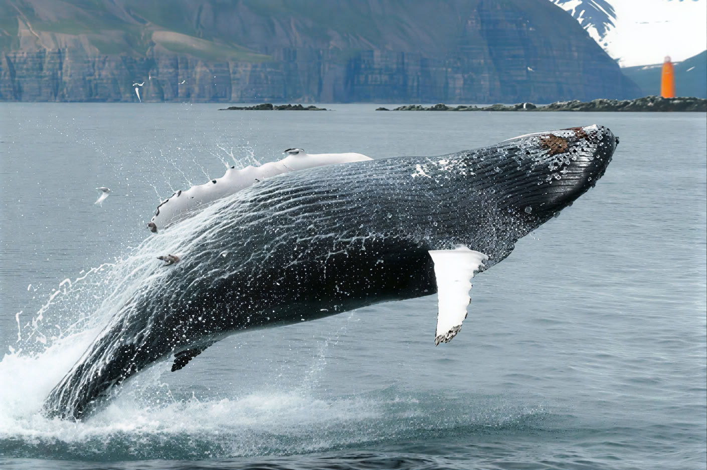 Avistamiento de Ballenas – 100% Avistamiento de Ballenas